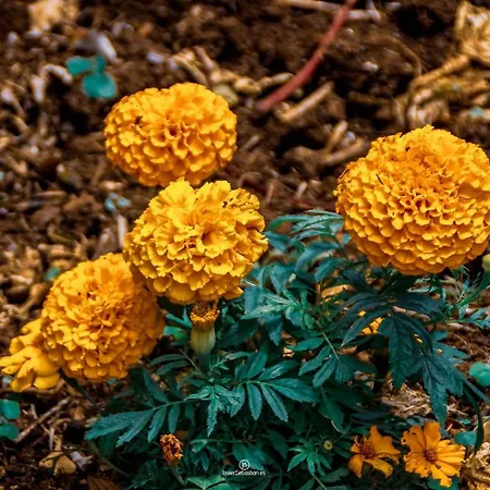 Bodega Goyo Appartement