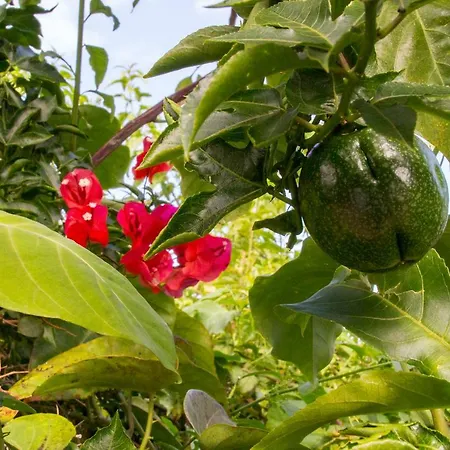 Bodega Goyo Apartamento