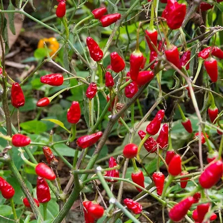 Bodega Goyo Puntallana