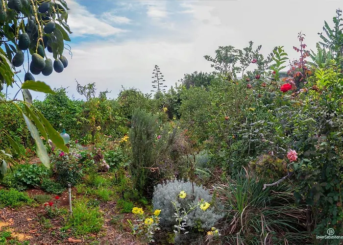 Bodega Goyo * Puntallana