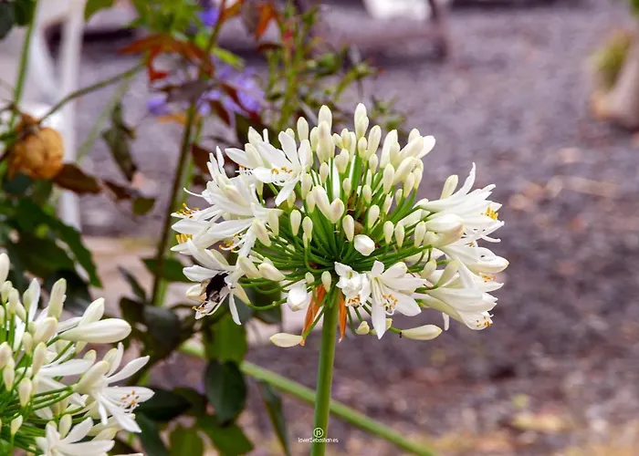 Bodega Goyo דירה *