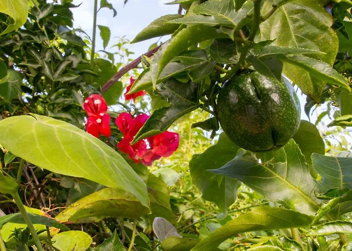 Bodega Goyo דירה