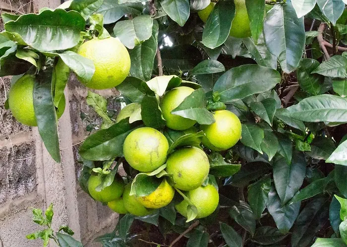 דירה Bodega Goyo Puntallana