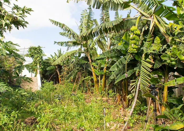 Bodega Goyo * Puntallana