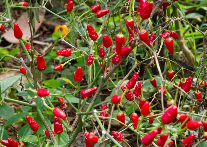 Bodega Goyo Puntallana