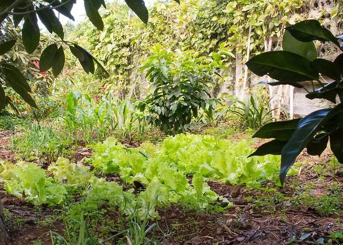 דירה Bodega Goyo