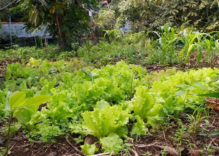 Bodega Goyo Puntallana