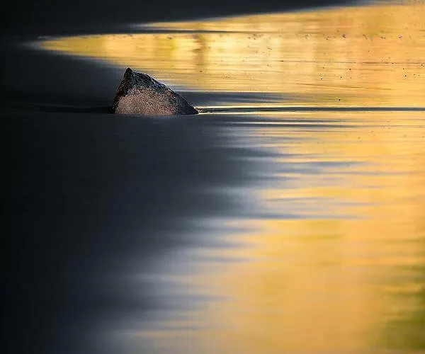 Bodega Goyo דירה *