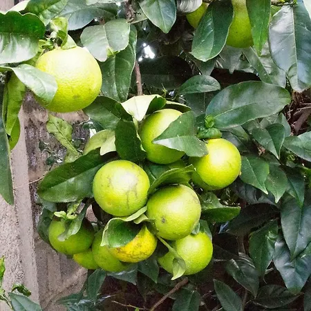 Apartment Bodega Goyo Puntallana